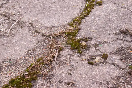 Cracked asphalt with moss