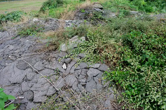 Broken asphalt with plants growing through