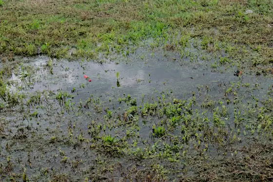 Puddle covering grass