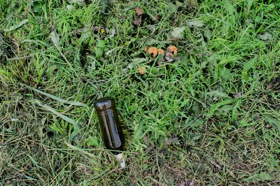 Glass bottle lying in grass with small mushrooms
