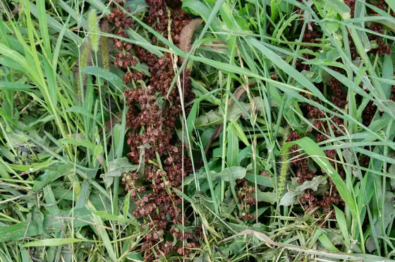 Tall grass over reddish soil