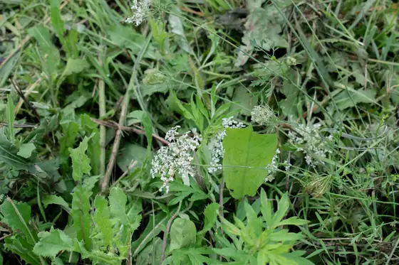 Weeds with small white flowers