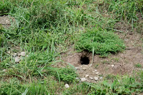 Burrow hole in a grass mound
