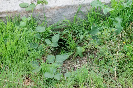 Plants growing against the edge of a kerb