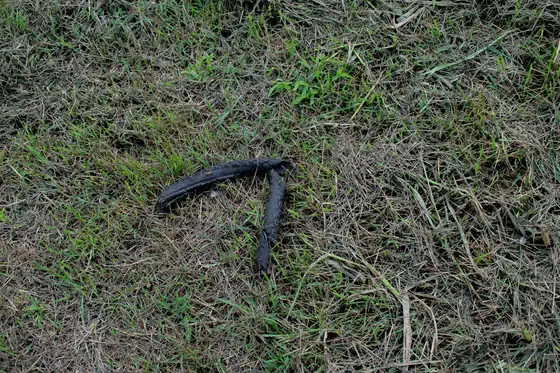 Black hose lying in grass