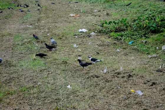 Birds feeding on trampled grass