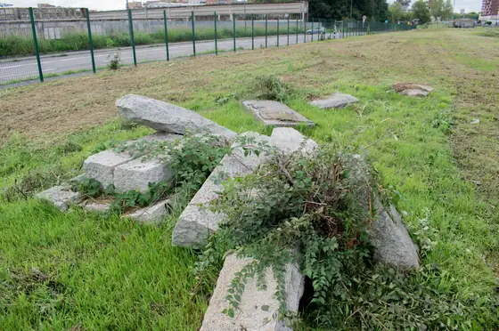 Stones among plants