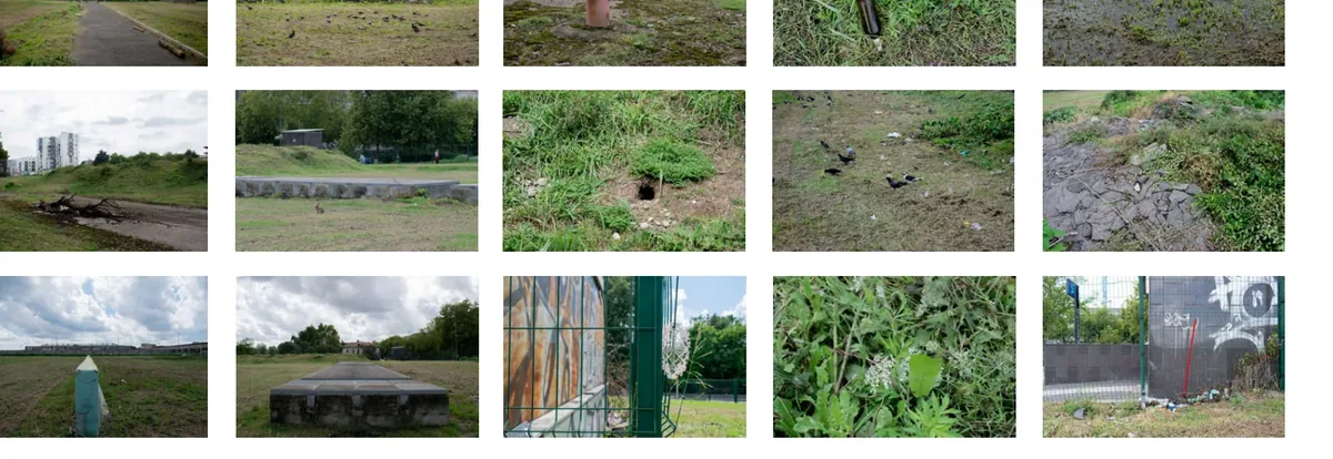 Fifteen close and distant photographs of vegetation, holes, graffiti, birds, and traces of occupation