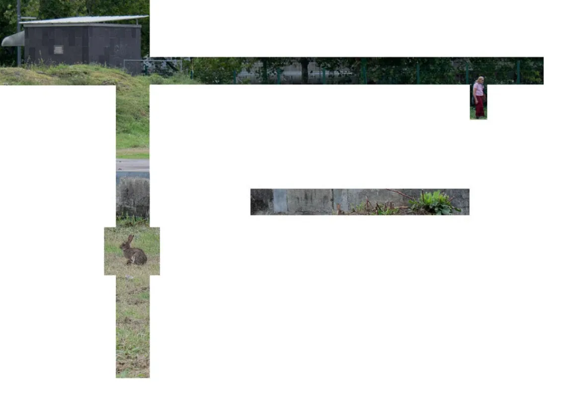 Cross-shaped multi-scalar photographic transect through the Patch, combining building, path, vegetation, and human observations